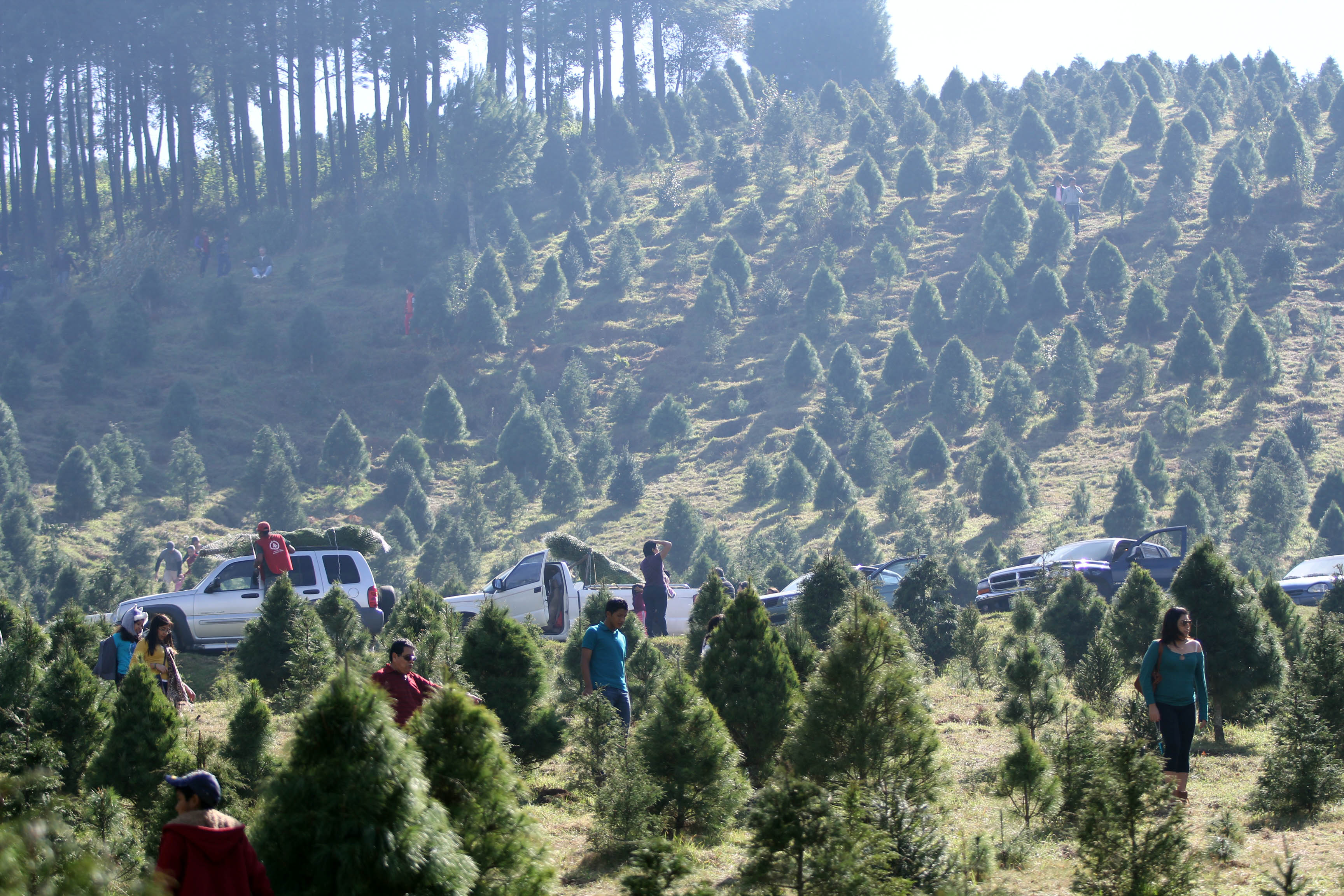 Puebla dispone de 355 mil árboles de Navidad para este año