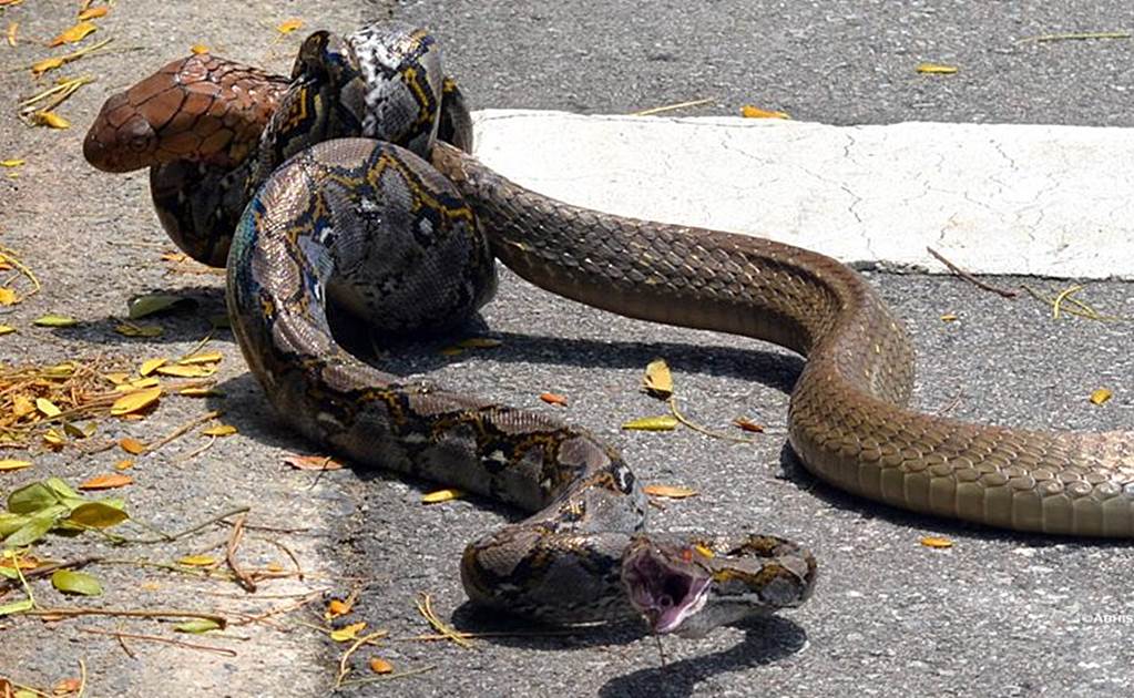 Video. Pelea mortal entre cobra real y serpiente pitón