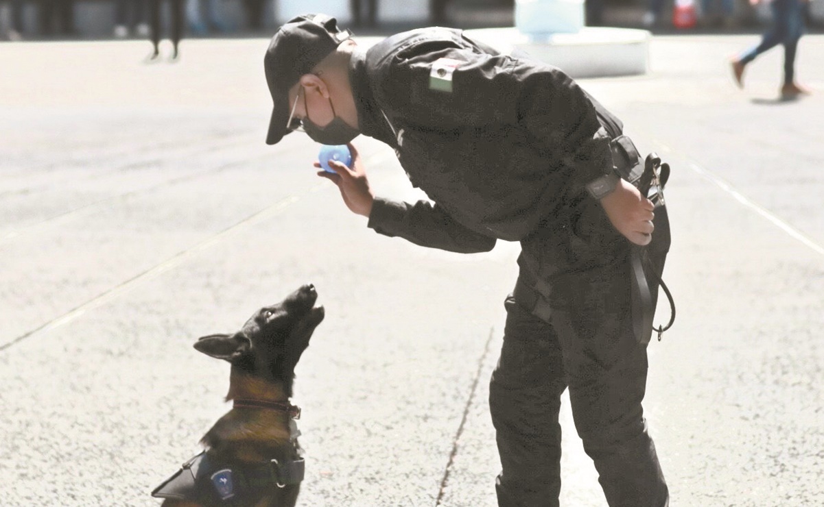 PDI adiestra a 4 detectives perrunos