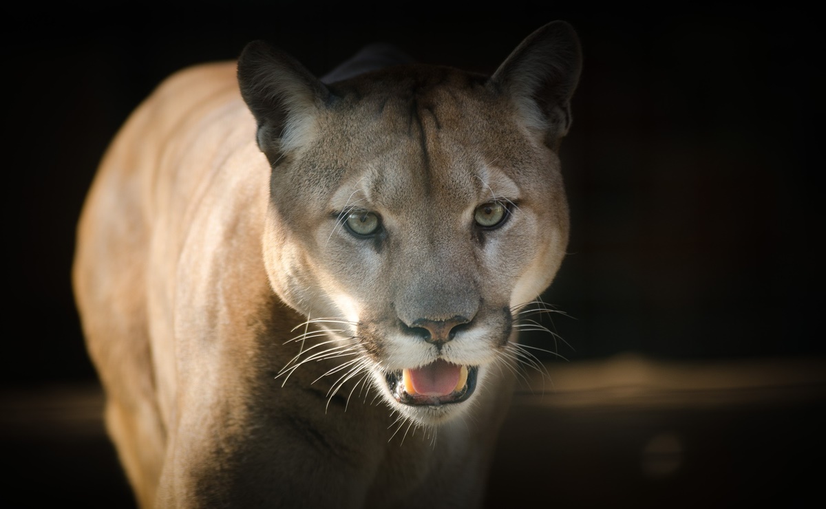 Mujer salva a su hijo de 5 años del ataque de un puma en California