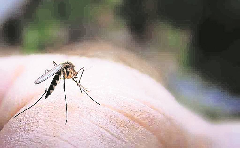 Ssa lucha contra zika, dengue y chikungunya