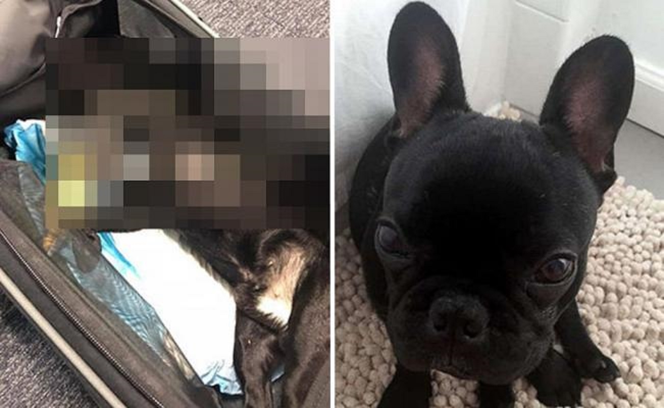 Muerte de un perro en un vuelo de United Airlines desata polémica