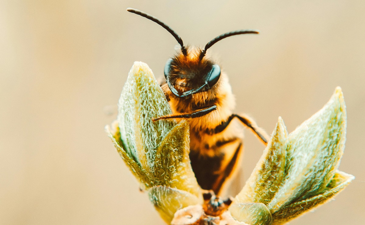 10 datos sobre las abejas