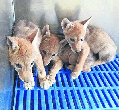 Abandonan lucha contra el tráfico ilegal de animales; cártel de Sinaloa controla el lucrativo negocio, aseguran