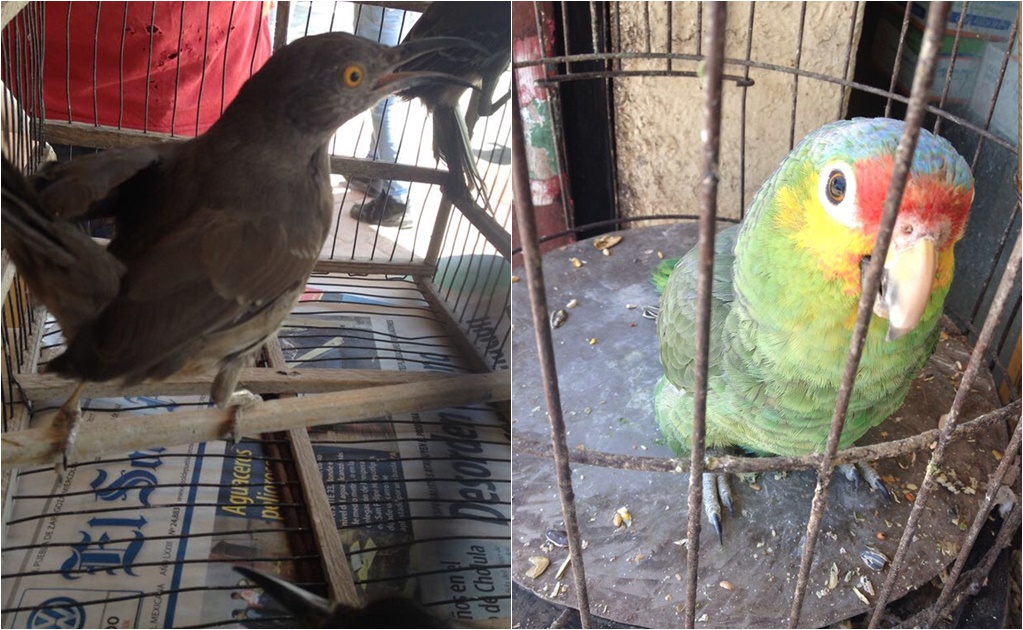 Decomisa Profepa 16 aves de vida silvestre en Puebla