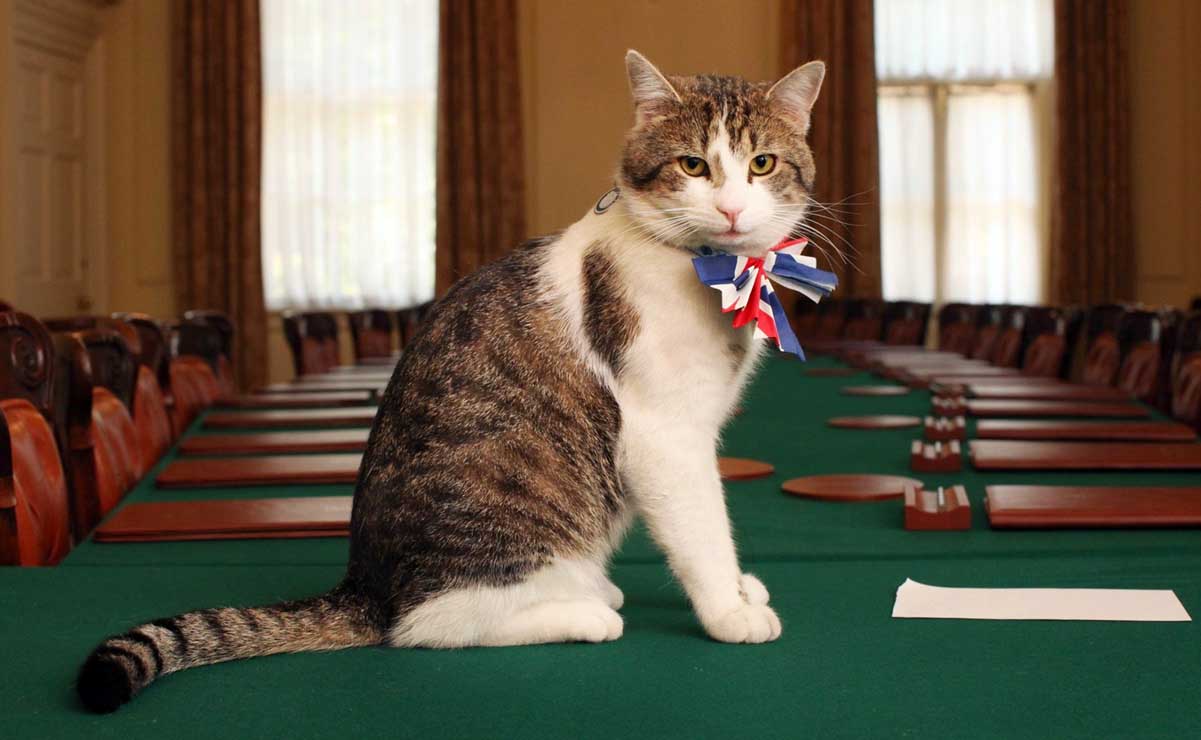 Larry el gato, que vive en Downing Street,  le envía "importante" mensaje a Keir Starmer, nuevo premier británico