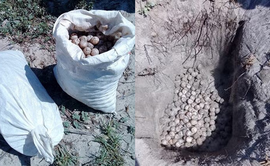 Aseguran 2 mil 200 huevos de tortuga golfina en Oaxaca; no hay detenidos