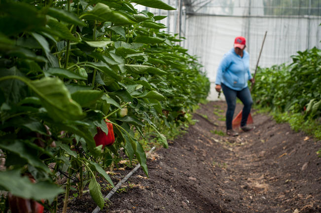 Productos agrícolas con calidad de exportación