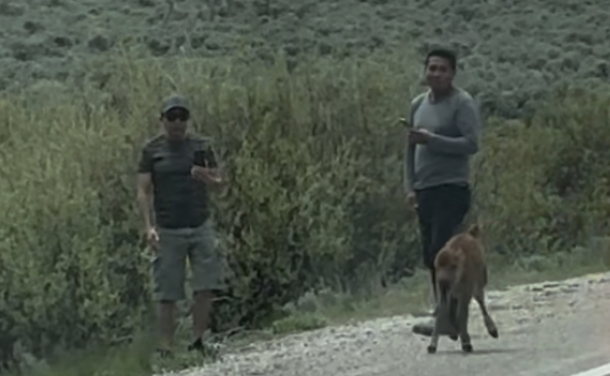Captan a sujetos acosando a cría de bisonte en parque nacional de EU y ahora los buscan las autoridades