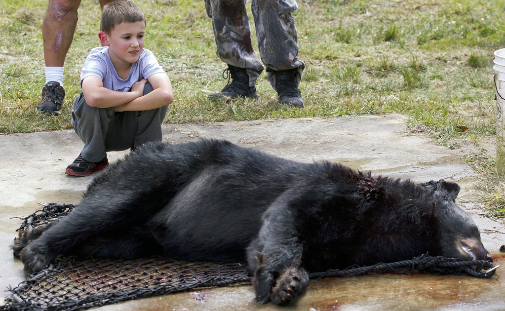 Más de 200 osos fueron cazados en primer día de temporada en EU