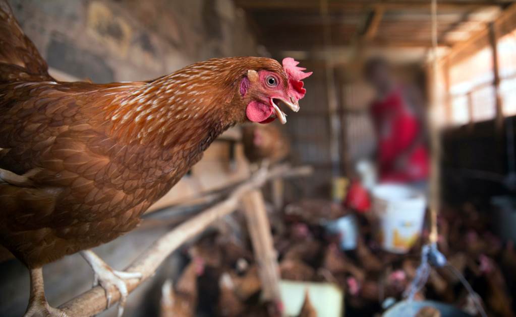 El pollo vuela; tiene su mayor alza en 5 años