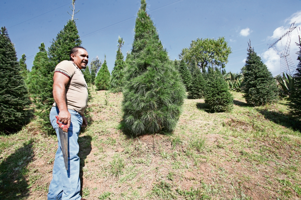 Modernizan la venta de árboles de Navidad en Xonacatlán 