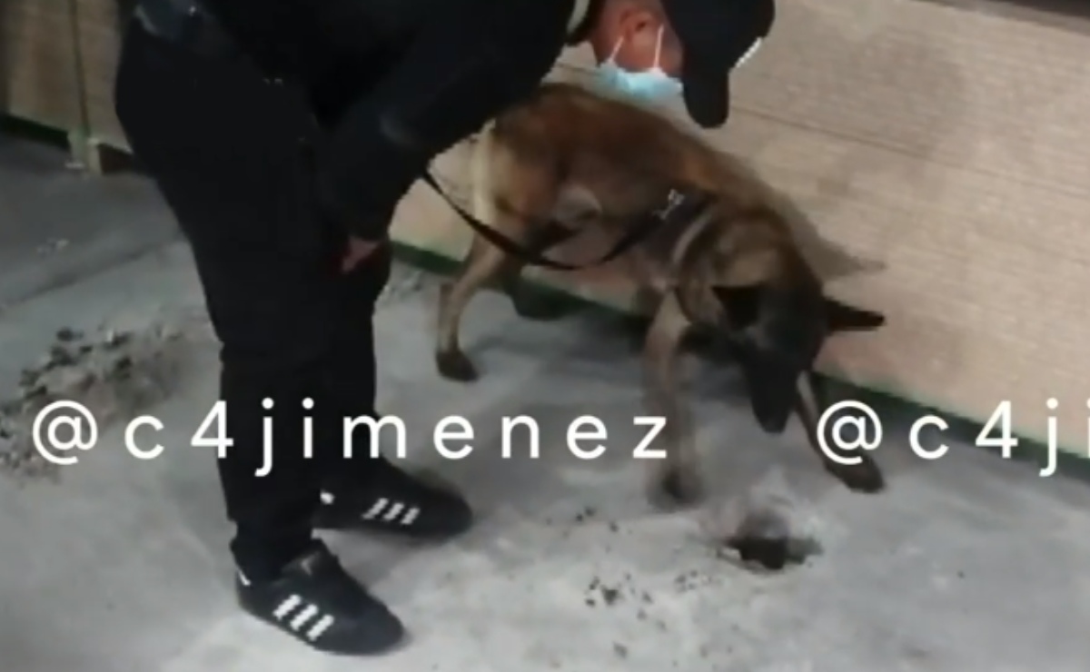 VIDEO: Perro policía "Rocko" localiza cadáver de mujer sepultada en una maderería en Edomex 