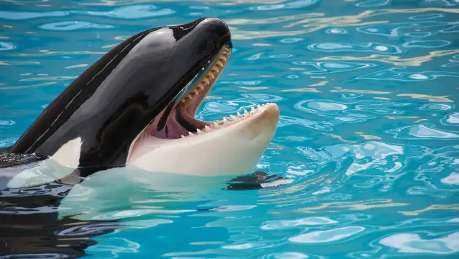 ¿Gladys? Nuevamente grupo de orcas atacan a un velero en las costas de Ceuta