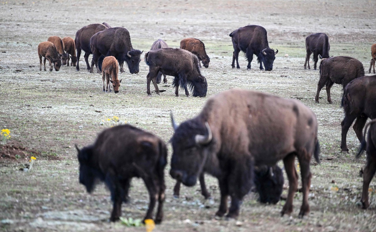 Más de 45,000 personas se ofrecen para matar bisontes en el Gran Cañón