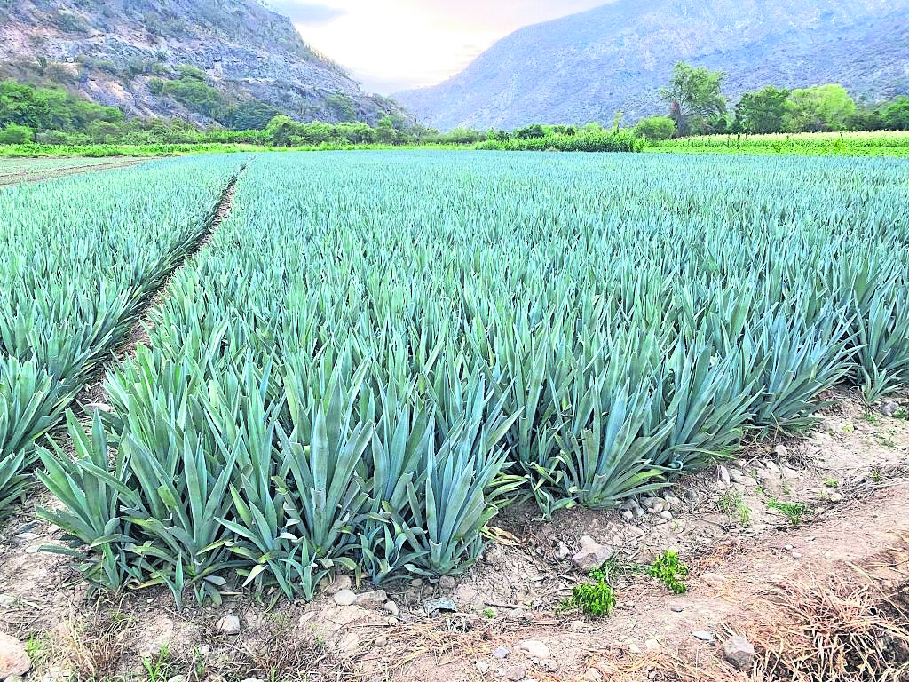 La facultad de química contribuye al mejoramiento del tequila