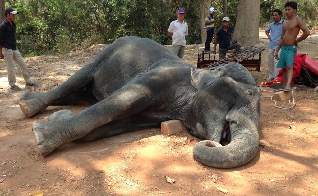 Elefanta muere de cansancio tras dar paseo a turistas