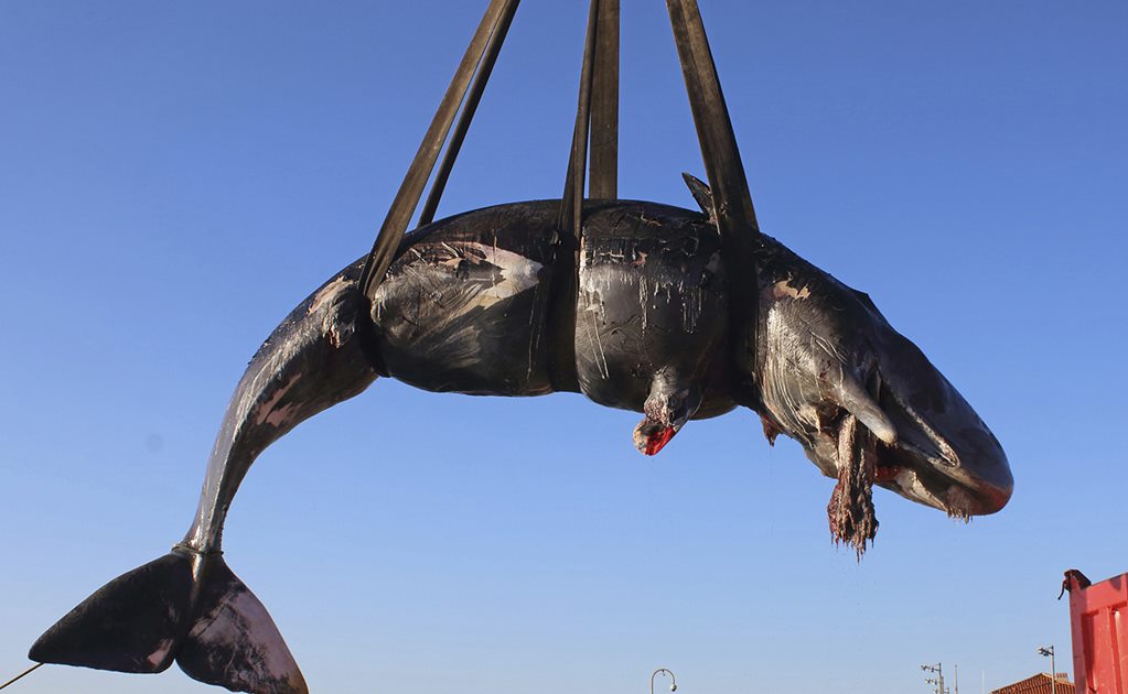 Hallan ballena muerta con 22 kilos de plástico en el estómago en Italia 