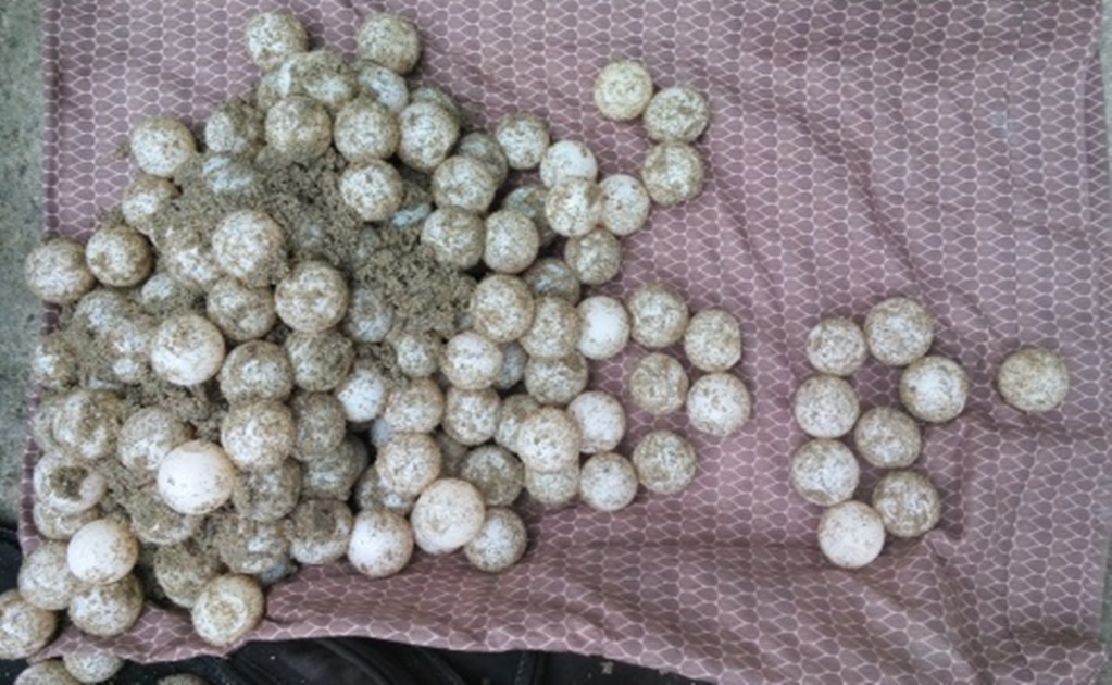 Rescata Profepa mil 605 huevos de tortuga golfina en Guerrero