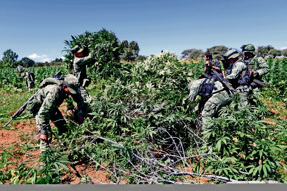 Sedena destruye un plantío de amapola y 2 de marihuana