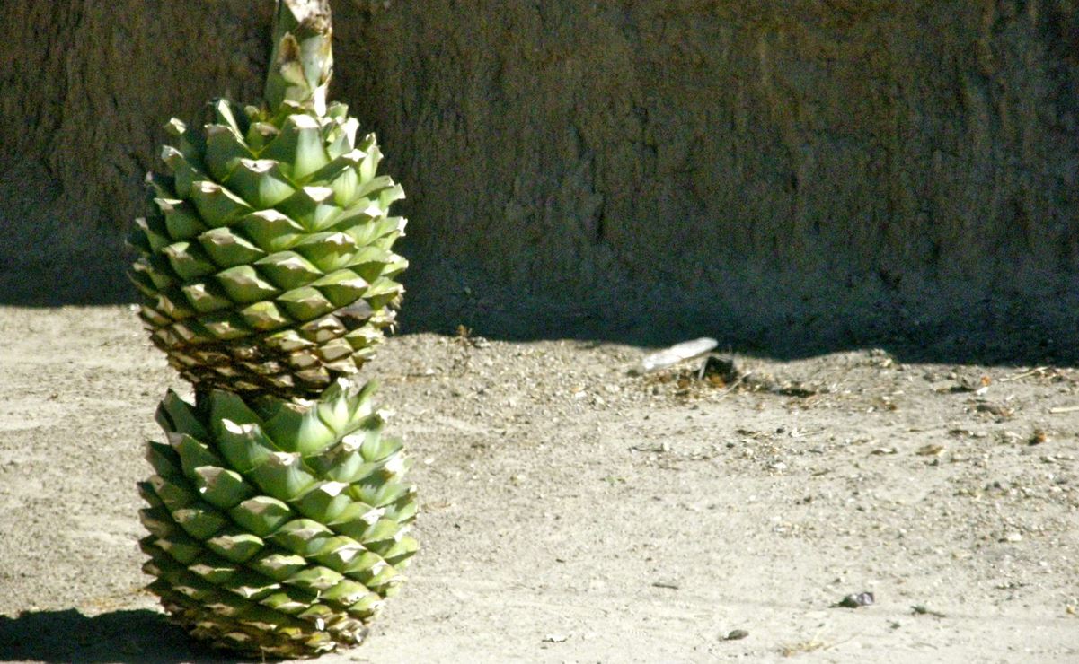 ¿Cuáles son los mejores tequilas y mezcales de este año?