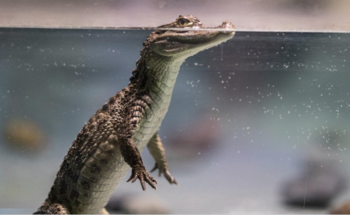 Ancestros de cocodrilos habrían caminado sobre dos patas