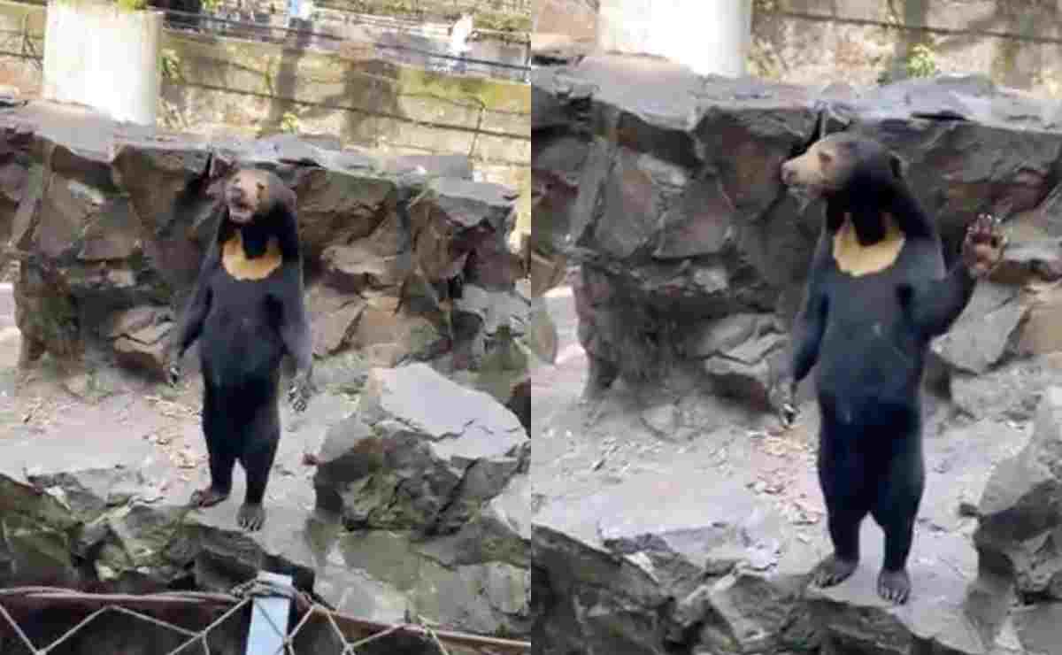 ¿Son botargas? Zoológico en China niega que sus osos sean personas disfrazadas tras video viral