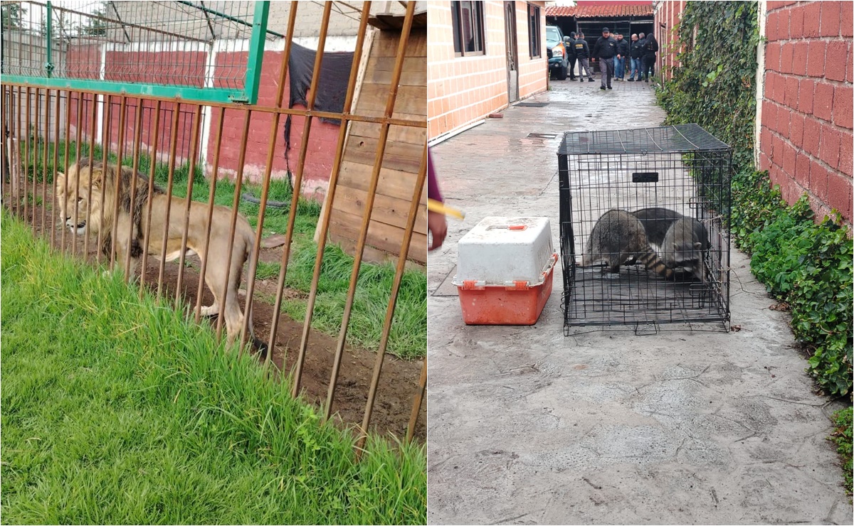Rescatan a animales exóticos y armas en operativo en Zinacantepec, Valle de Toluca   