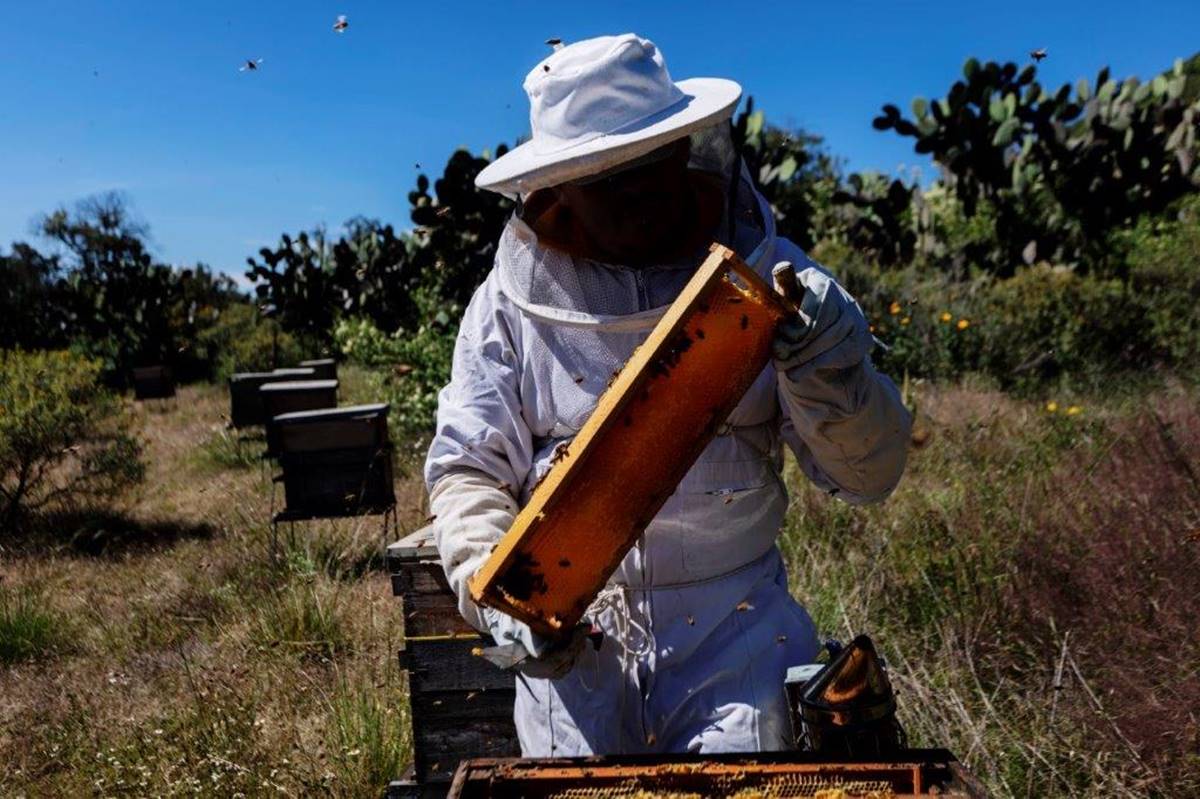 Reportan desplome en producción de miel por falta de floración en Yucatán