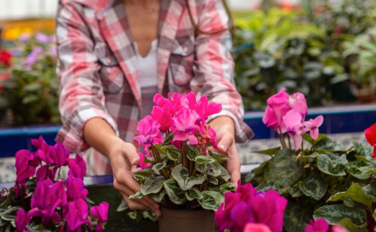 5 plantas con flores resistentes al sol que son ideales para decorar tu balcón