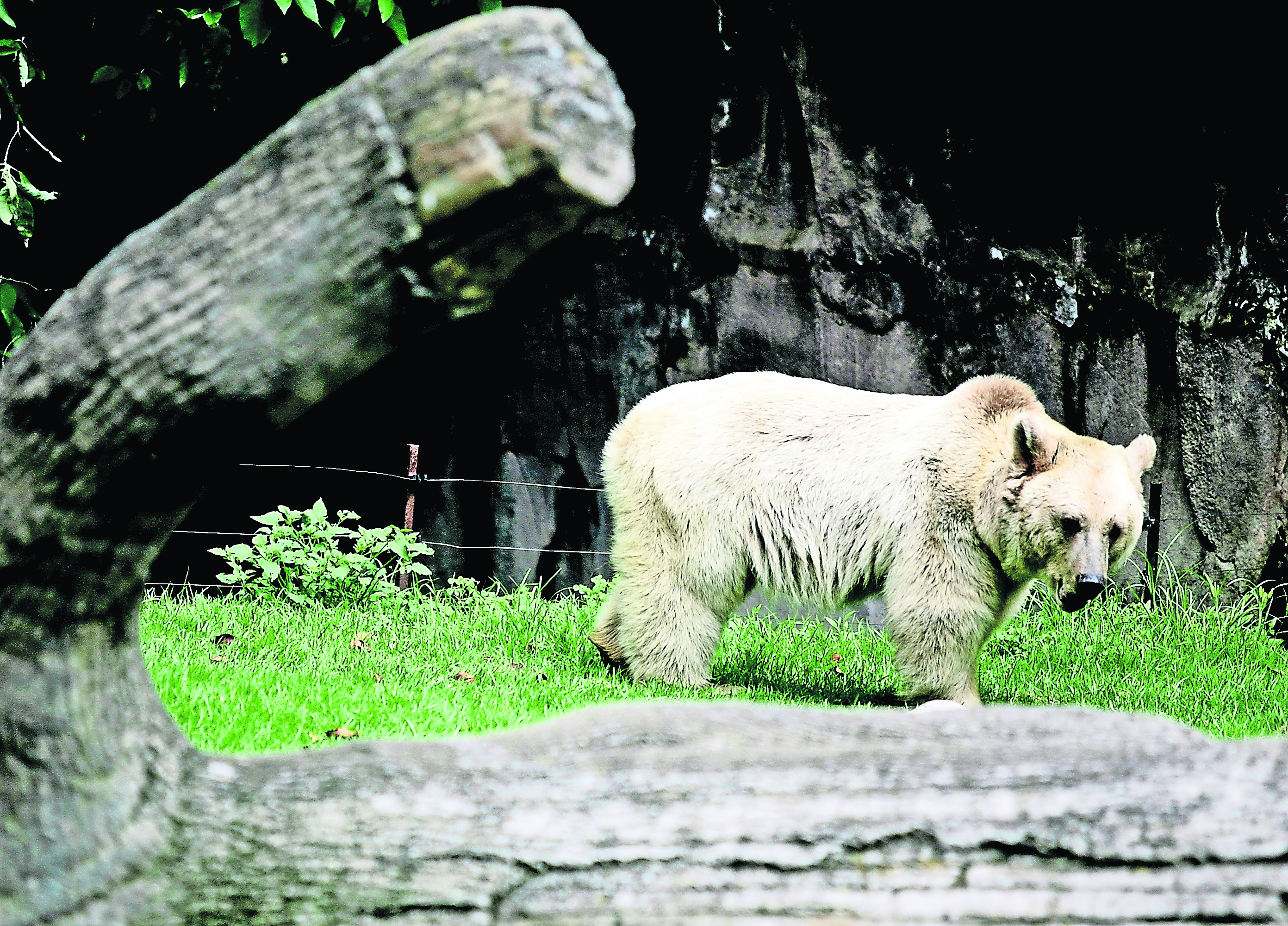 Empleada de safari en Japón muere atacada por un oso