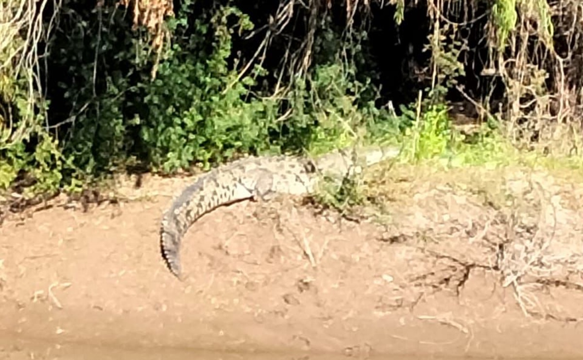 Alertan por avistamiento de cocodrilo en riberas del Río Sinaloa; piden a pobladores extremar precauciones