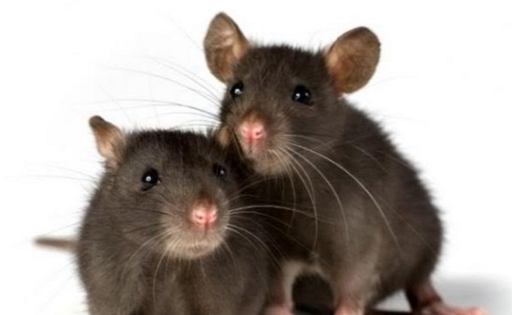 Nueva York probará una píldora anticonceptiva para ratas