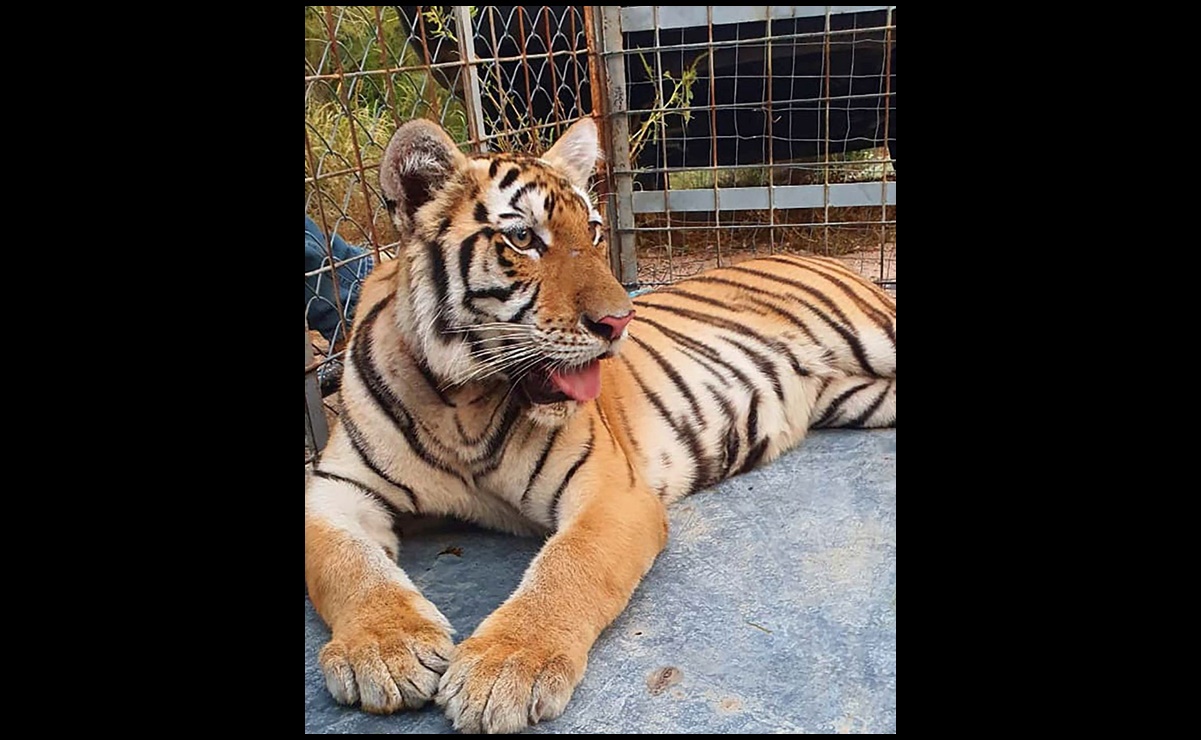 Aseguran tigre de Bengala en cateo a domicilio en Pitiquito, Sonora