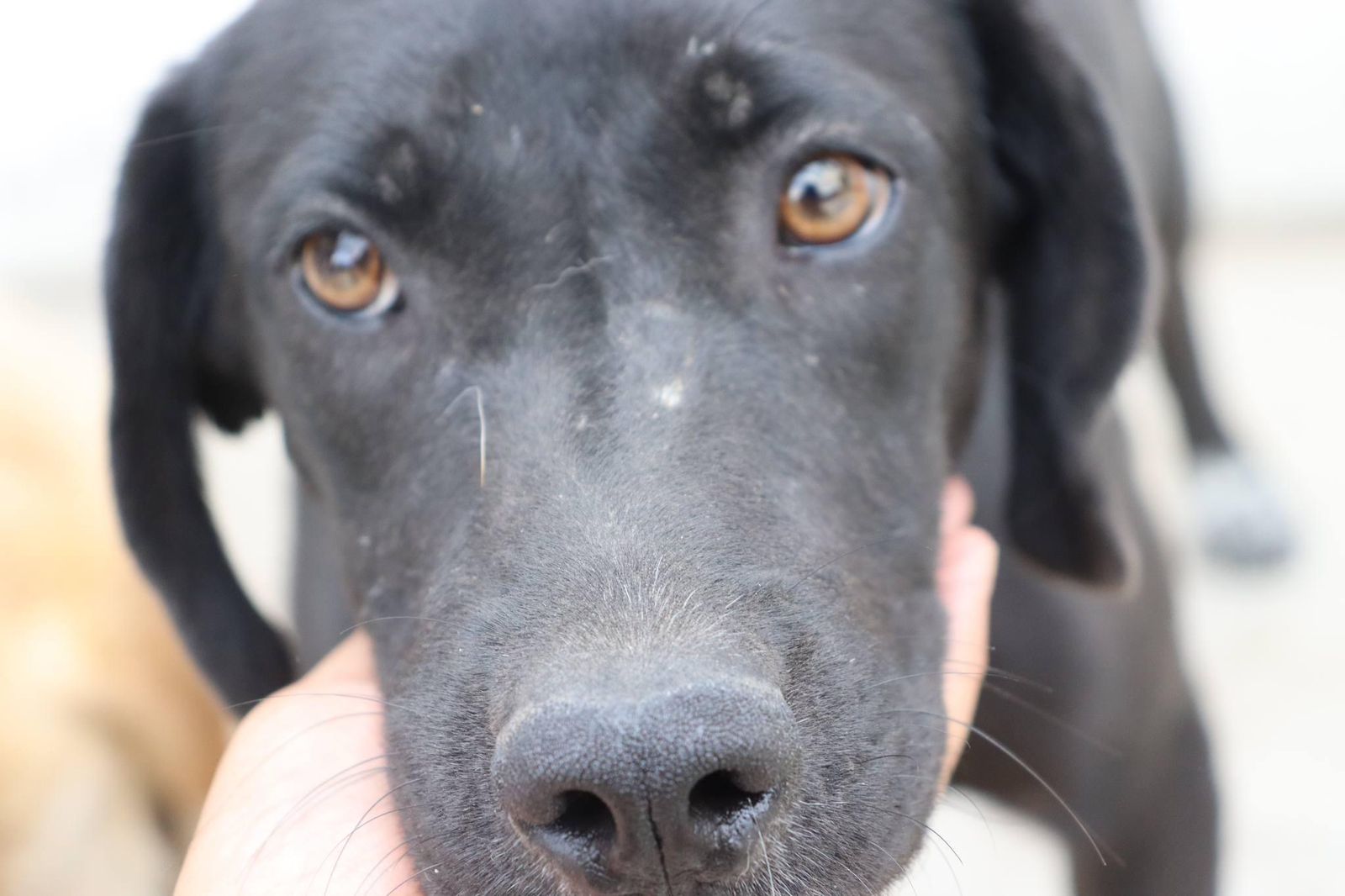 Fundación "Patitas pa' qué las quiero”: al rescate de perritos en situación de riesgo o de maltrato