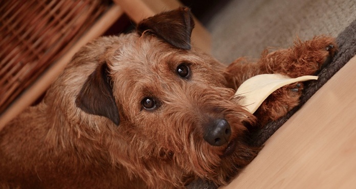 Advierten riesgo de salmonela en golosinas para perros