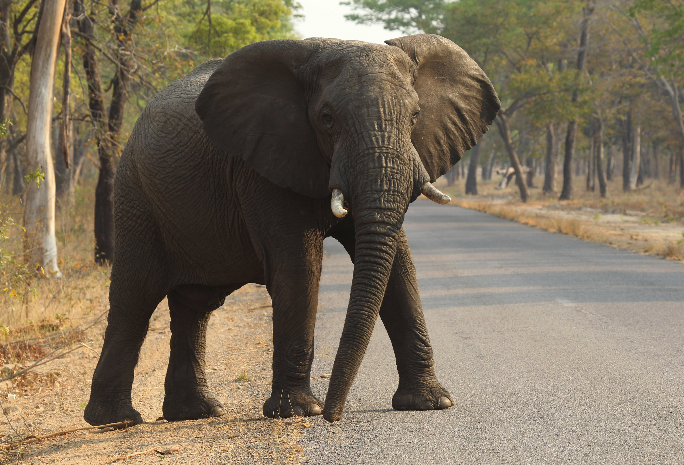 Muere turista estadounidense atacada por un elefante en Zambia