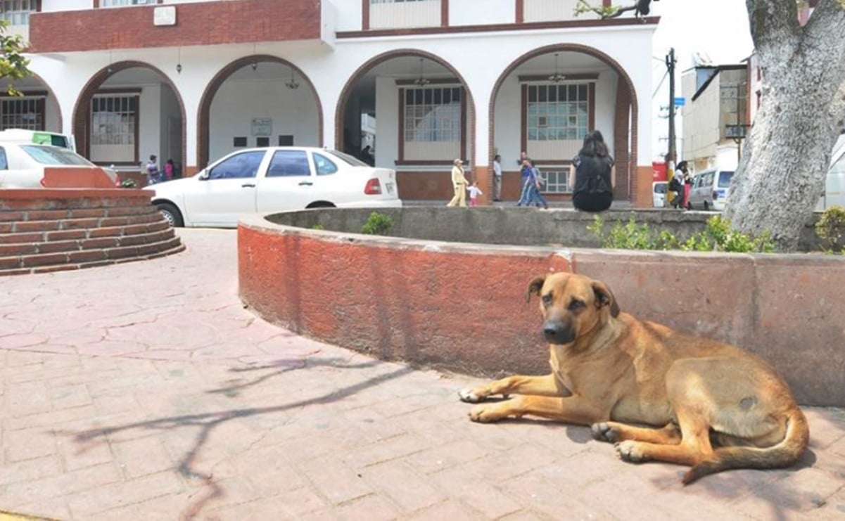 Maltrato y abandono de perros persiste; hay que crear conciencia: Fundadora de Alianza Canina