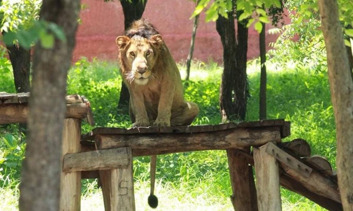 Quiso tomarse una selfie con un león; murió devorado