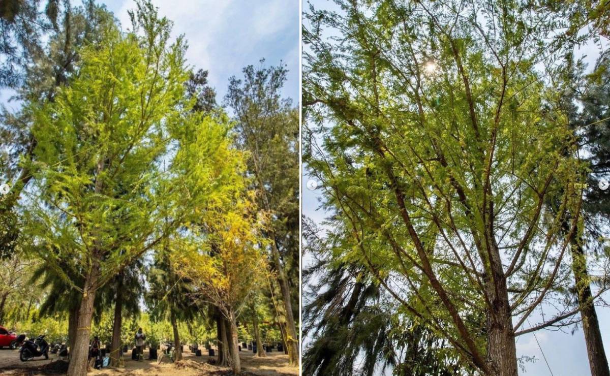 Ahuehuete se plantará este domingo en la Glorieta de la Palma