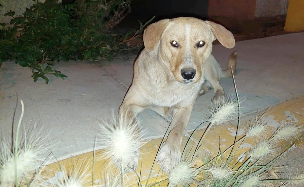 Buscan a “Yellow”, perrito amarrado del hocico y abandonado por policías en Zacatecas