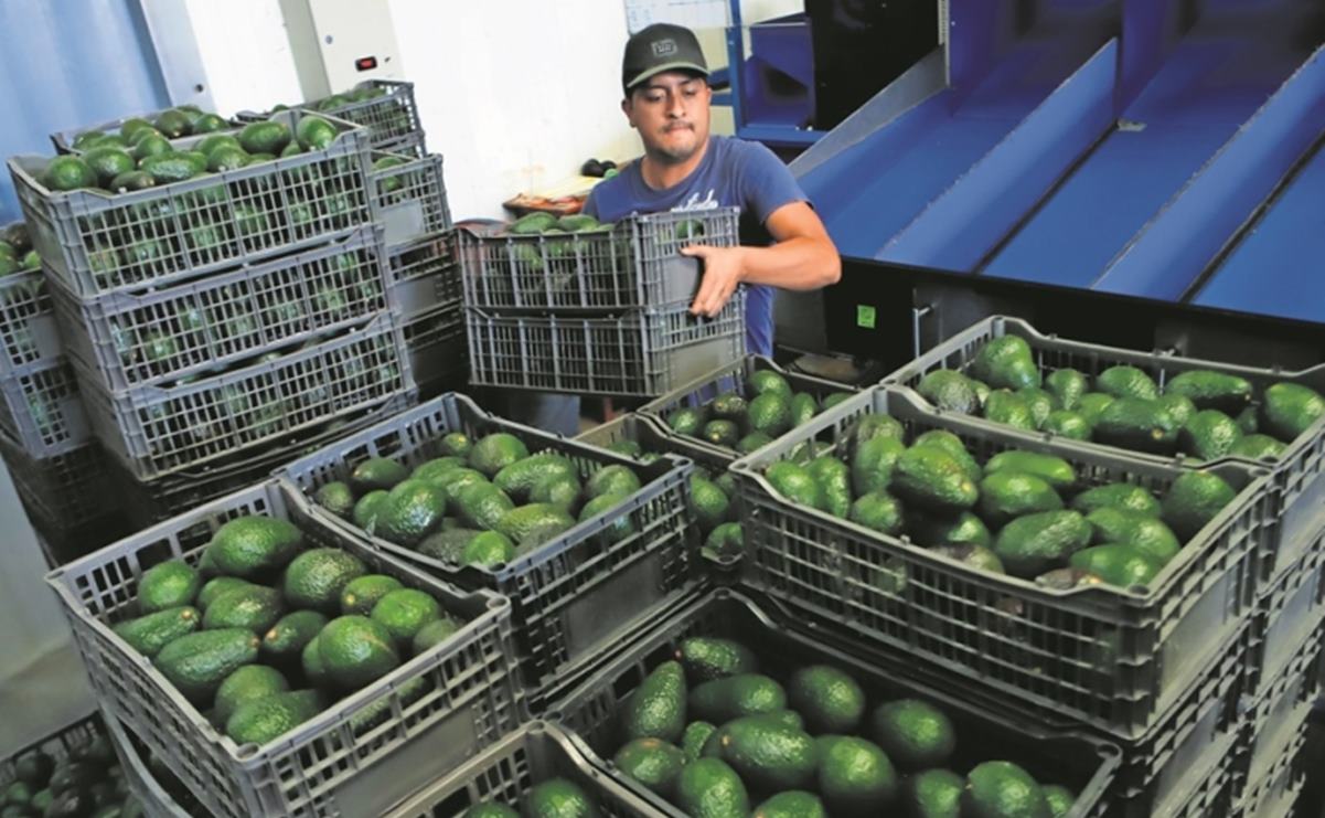 Aún no se normalizan las exportaciones de aguacate michoacano a EU; sale 80% del total: productores