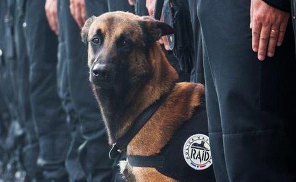 Conmueve en redes sociales muerte de perra policía en París