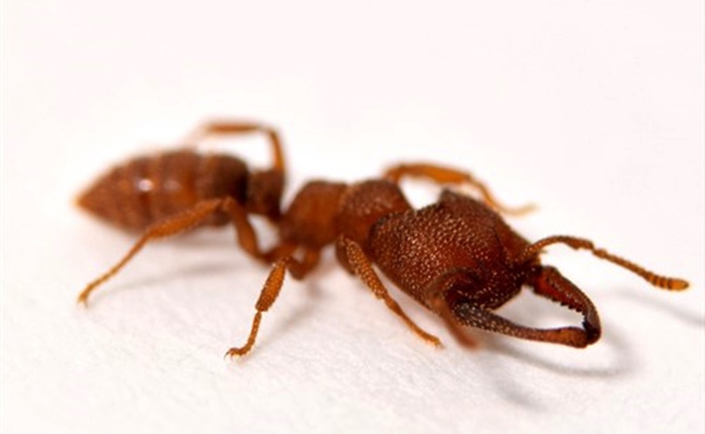 La hormiga drácula, el animal más rápido sobre la Tierra