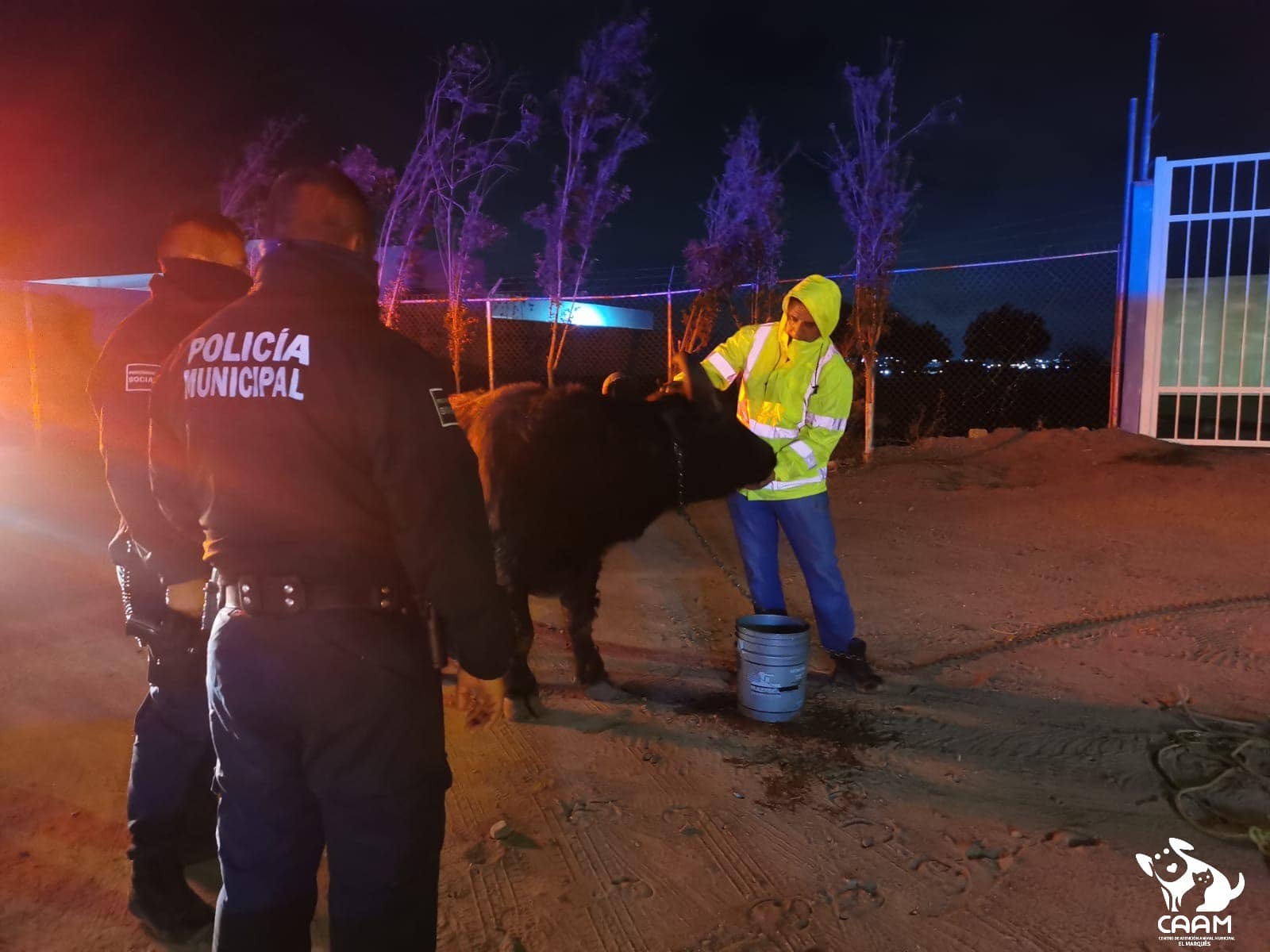 Video. Un búfalo deambuló por varias horas en las calles de Querétaro