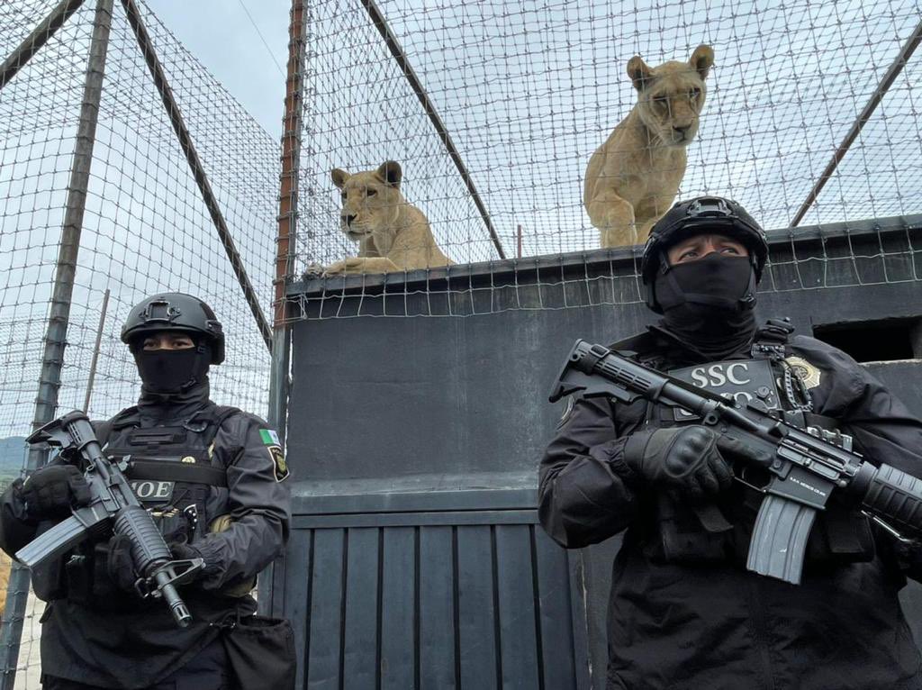 Tras denuncias, policía asegura predio con leones maltratados