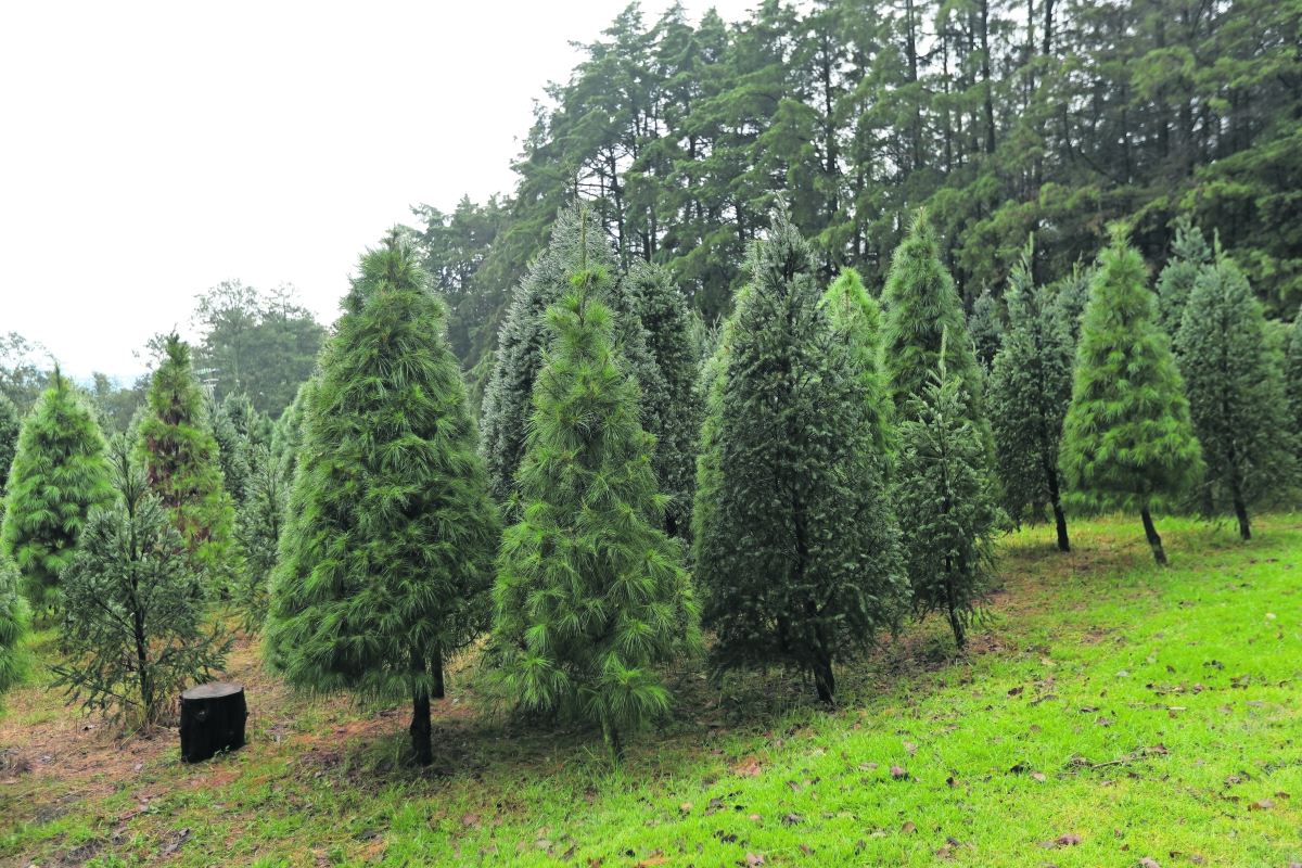 El árbol, elemento primordial de la Navidad