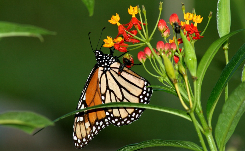 Disminuye 59.3% presencia de mariposa monarca en bosques de México, reporta Conanp