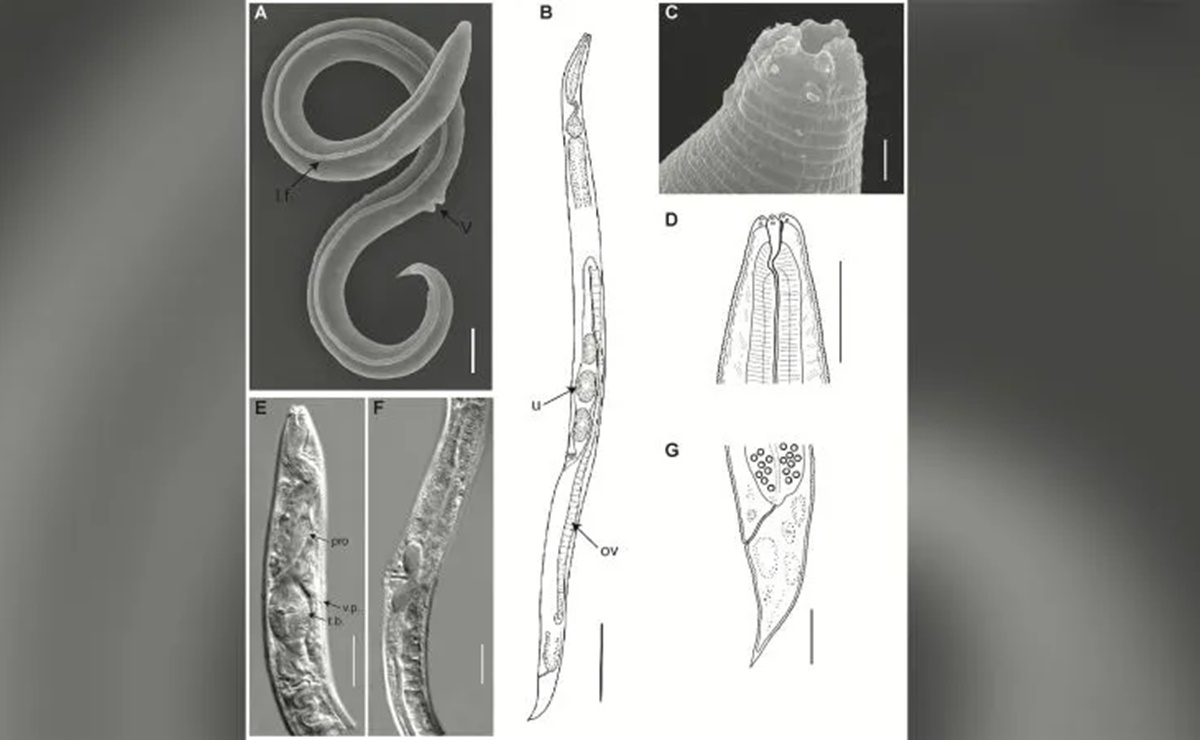 Reviven gusano que estuvo 46 mil años congelado en Siberia