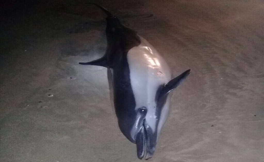 Encuentran delfín muerto en costas de Jalisco